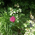 #róza #ogród