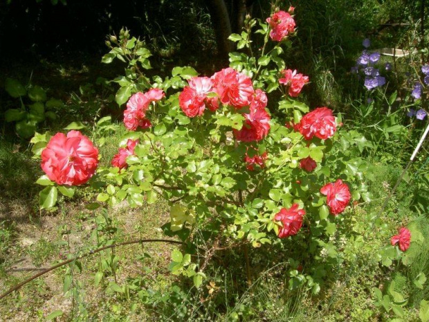 Marion #ogród #róże