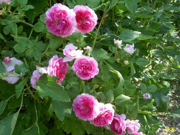 angielka #róże #ogród #RóżaAngielska #pachnąca