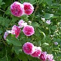 angielka #róże #ogród #RóżaAngielska #pachnąca