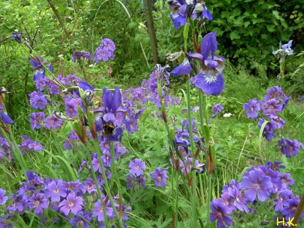 irysy i geranium #geranium #irysy #ogród