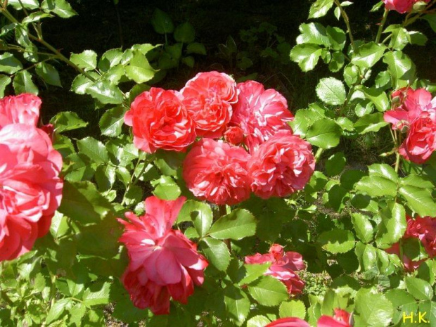 Marion #róże #ogród