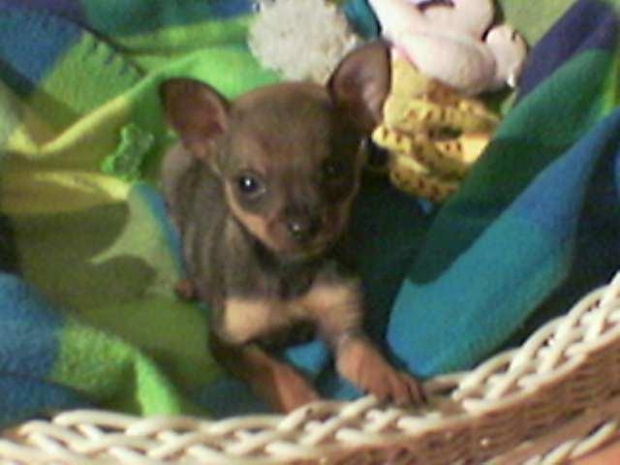 bambi (chihuahua)