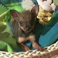 bambi (chihuahua)