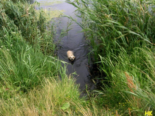 w kanałach grodziska #pies #trawy