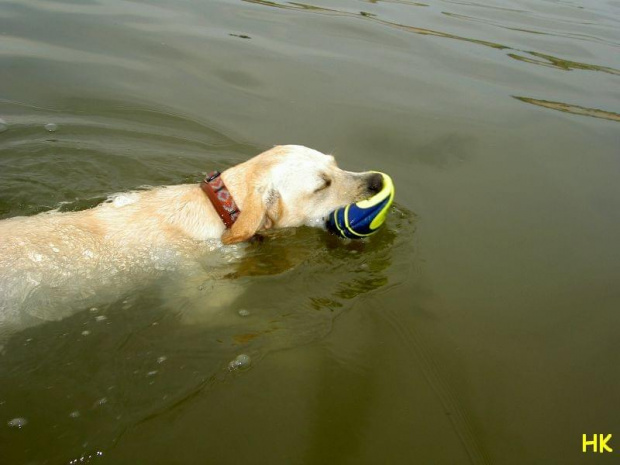 duża woda i piłka-to jej żywioł! #pies #labrador #morze