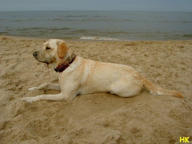 ...no,do czego słuzy plażowy piasek #pies #labrador