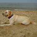 ...no,do czego słuzy plażowy piasek #pies #labrador