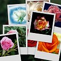 #collage #róże
