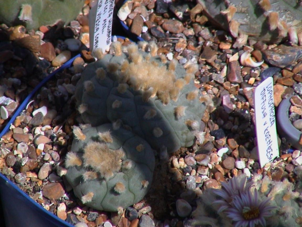 Lophophora williamsii Viesca Coah
