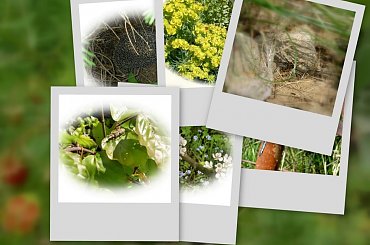 #collage #natura
