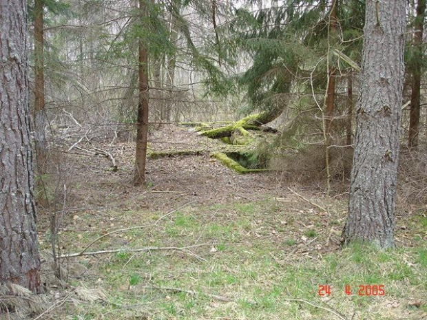 Fundament w lesie koło Maldanina #maldanin