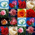 #collage #róże
