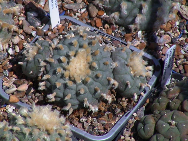 Lophophora williamsii