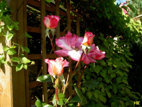 jedna z wielu... #róże #ogród