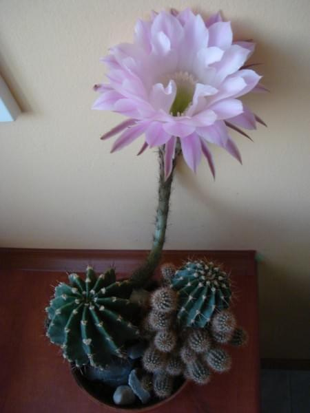 kwitnšcy kaktus - echinopsis