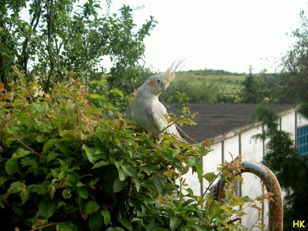niespodziewany gość #ogród #papuga