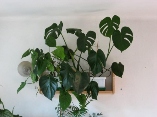 monstera i syngonium