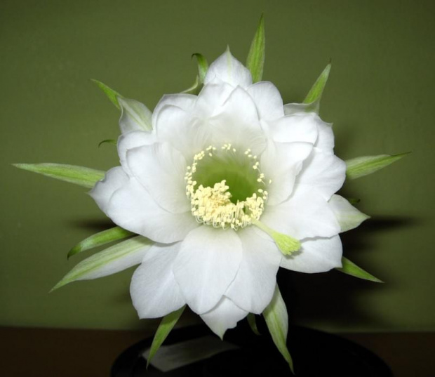 echinopsis