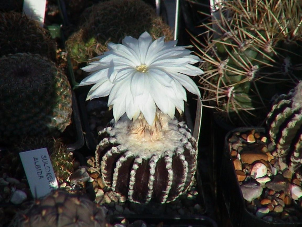 Discocactus horstii