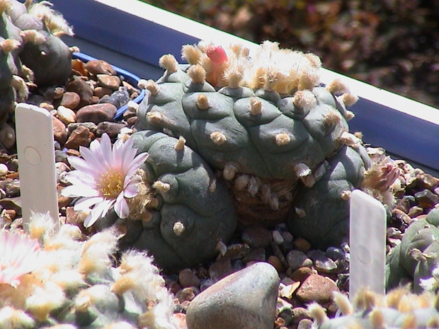 Lophophora williamsii SB854 #LophophoraWilliamsii