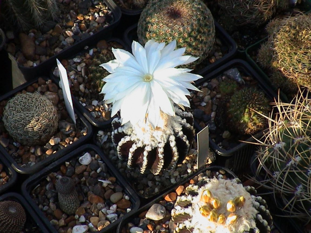 Discocactus horstii