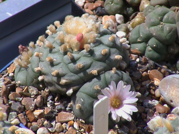 Lophophora williamsii SB854 #LophophoraWilliamsii