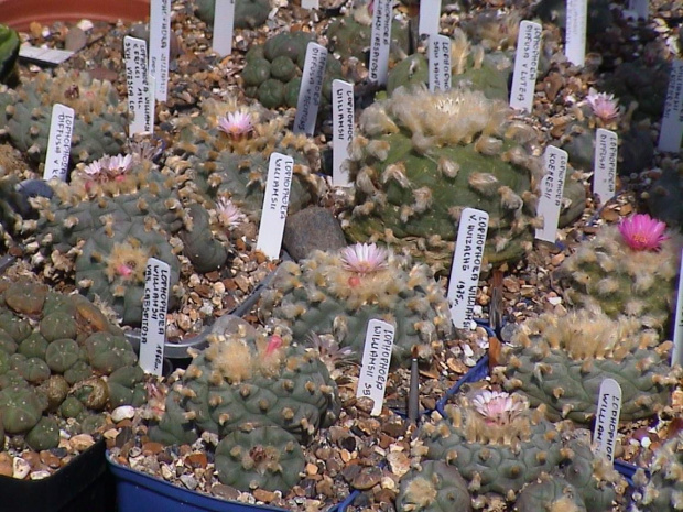 Lophophora