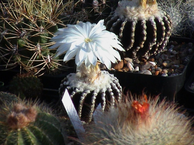 Discocactus horstii