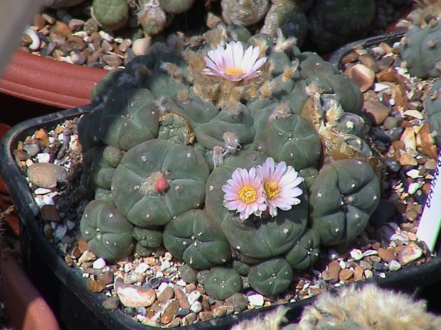 Lophophora williamsii