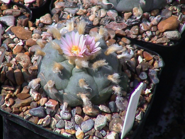 Lophophora williamsii