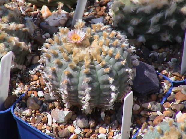 Lophophora williamsii SALTILLO #LophophoraWilliamsii