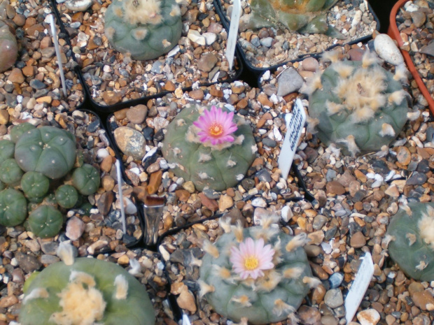 Lophophora williamsii v.friccii #LophophoraWilliamsii