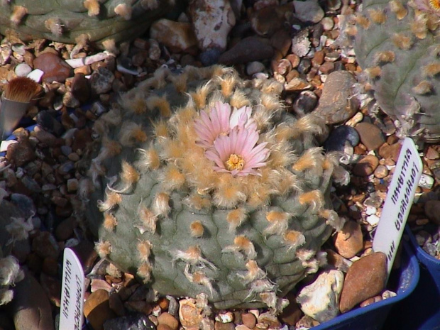 Lophophora williamsii