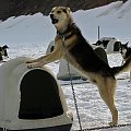 Dog Sled Camp at Juneau Glacier Allaska