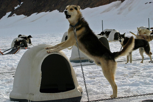 Dog Sled Camp at Juneau Glacier Allaska