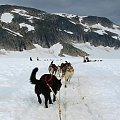 Dog Sled Camp at Juneau Glacier Allaska