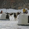 Dog Sled Camp at Juneau Glacier Allaska