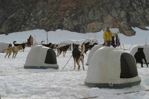 Dog Sled Camp at Juneau Glacier Allaska