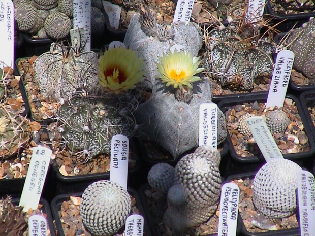 Astrophytum