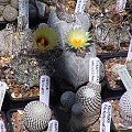 Astrophytum