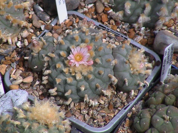 Lophophora williamsii