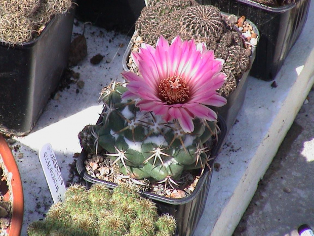 CORYPHANTHA ELEPHANTIDENS #CORYPHANTHA