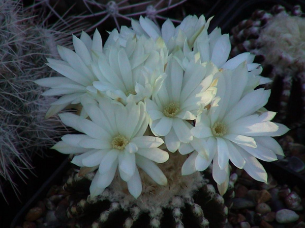 Discocactus horstii