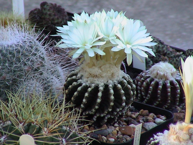 Discocactus horstii