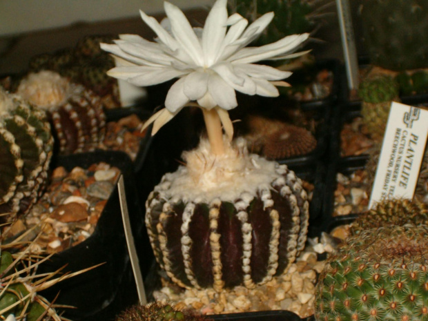 Discocactus horstii