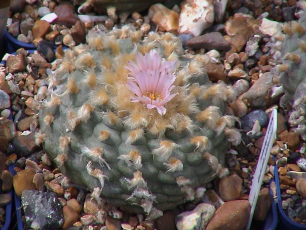 Lophophora williamsii