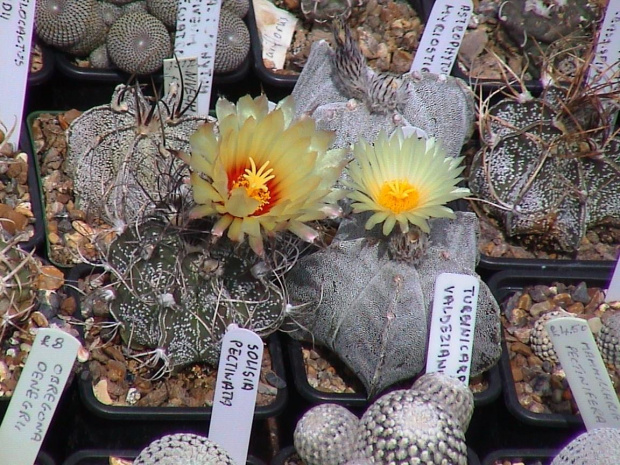 Astrophytum