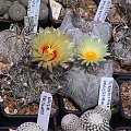 Astrophytum