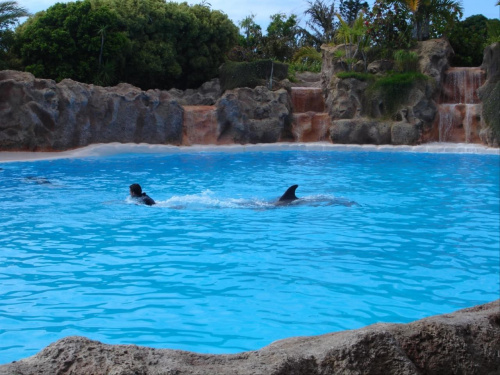 Pokaz delfinów - Loro Parque #delfiny #loro #pokaz #basen #błękit #woda